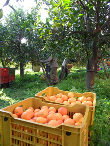 Freshly picked oranges